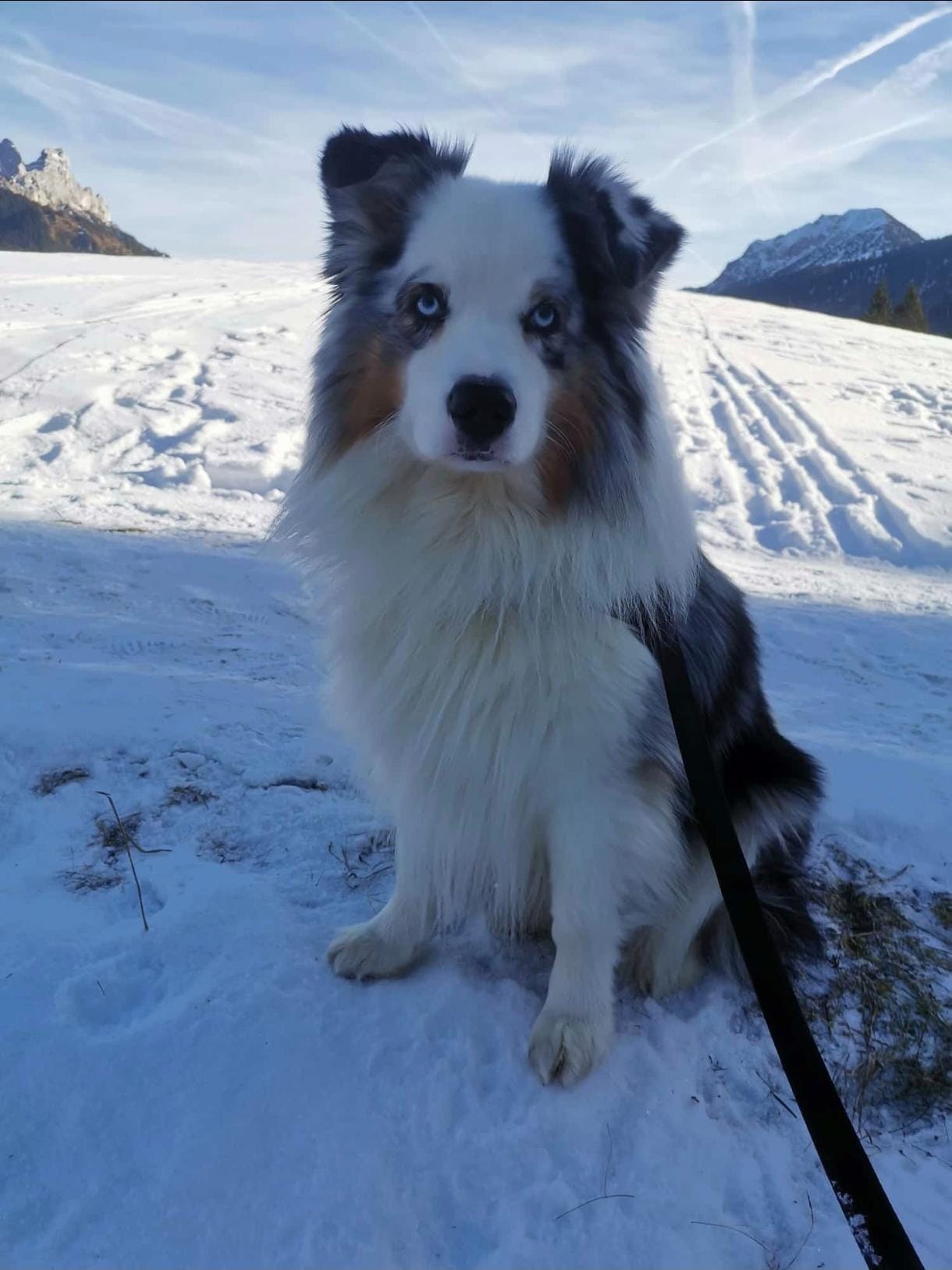 Mani, unser Mäuse-Haus-Hund
